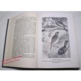 Brehms Tierleben Jubiläumsausgabe Bd.4  Die Vögel Bd.1: Leben der Gesamtheit, Sperlingsvögel, Rakenvögel, Raubvögel (1928)  -  Brehm,A. E./Neumann,Carl W. (bearb.)